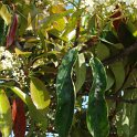 Photinia glabra feuille P26 (2)